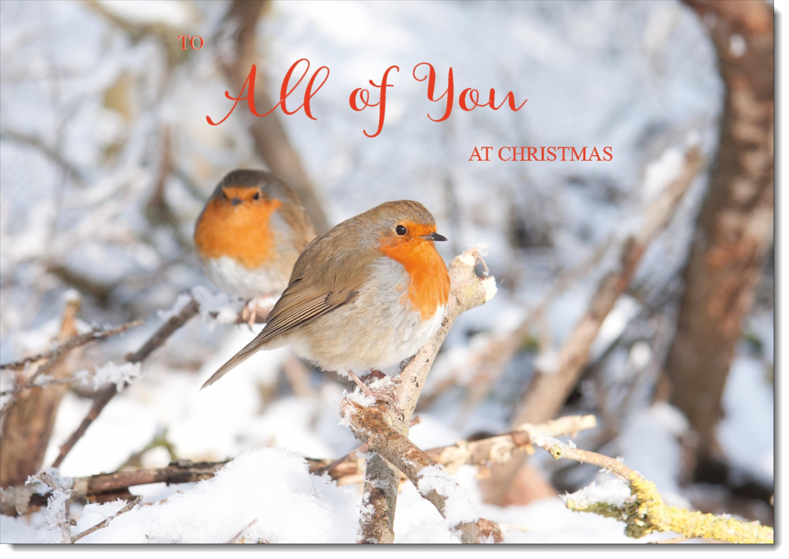 doodlecards To All Of You Christmas Card Two Robins in Tree Large A4 Size Christmas Card for To All Of You with Plain Envelope
