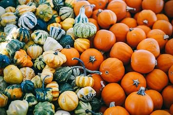 Mini Magical Mix Small Decorative Pumpkin and Gourd Mix Seeds 10+ Small Decorative Pumpkin and Gourd Varieties in Each Packet Harvest in 80 Days | USA Grown Heirloom Seeds by Lilianas Garden |