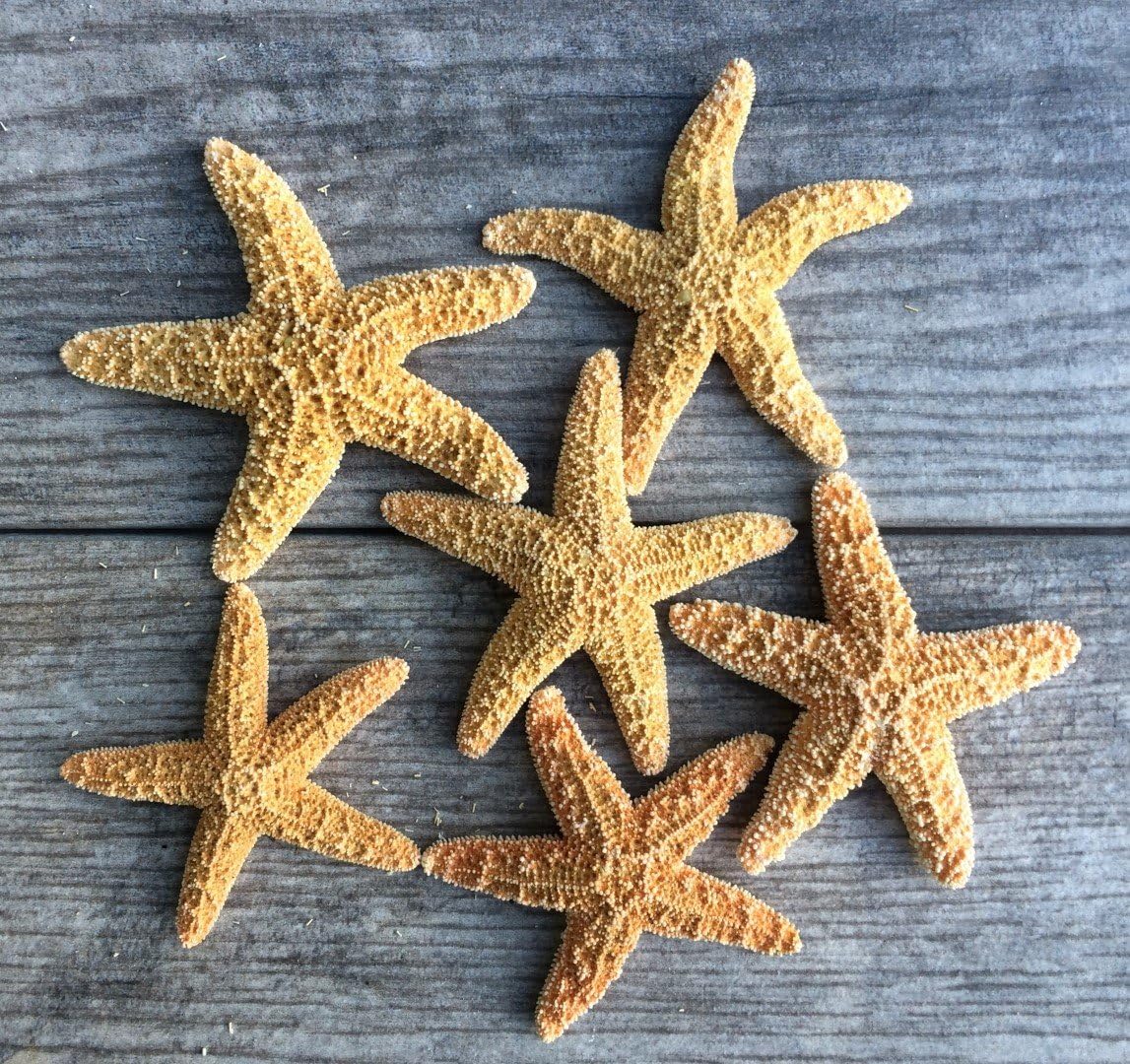 Real Starfish - 12 Brown Sugar Starfish (2-3in) - Starfish for Crafts - Star Fish Shells Decorations - Starfish Decor - Sea Star - Starfish Decorations - Starfish Shells