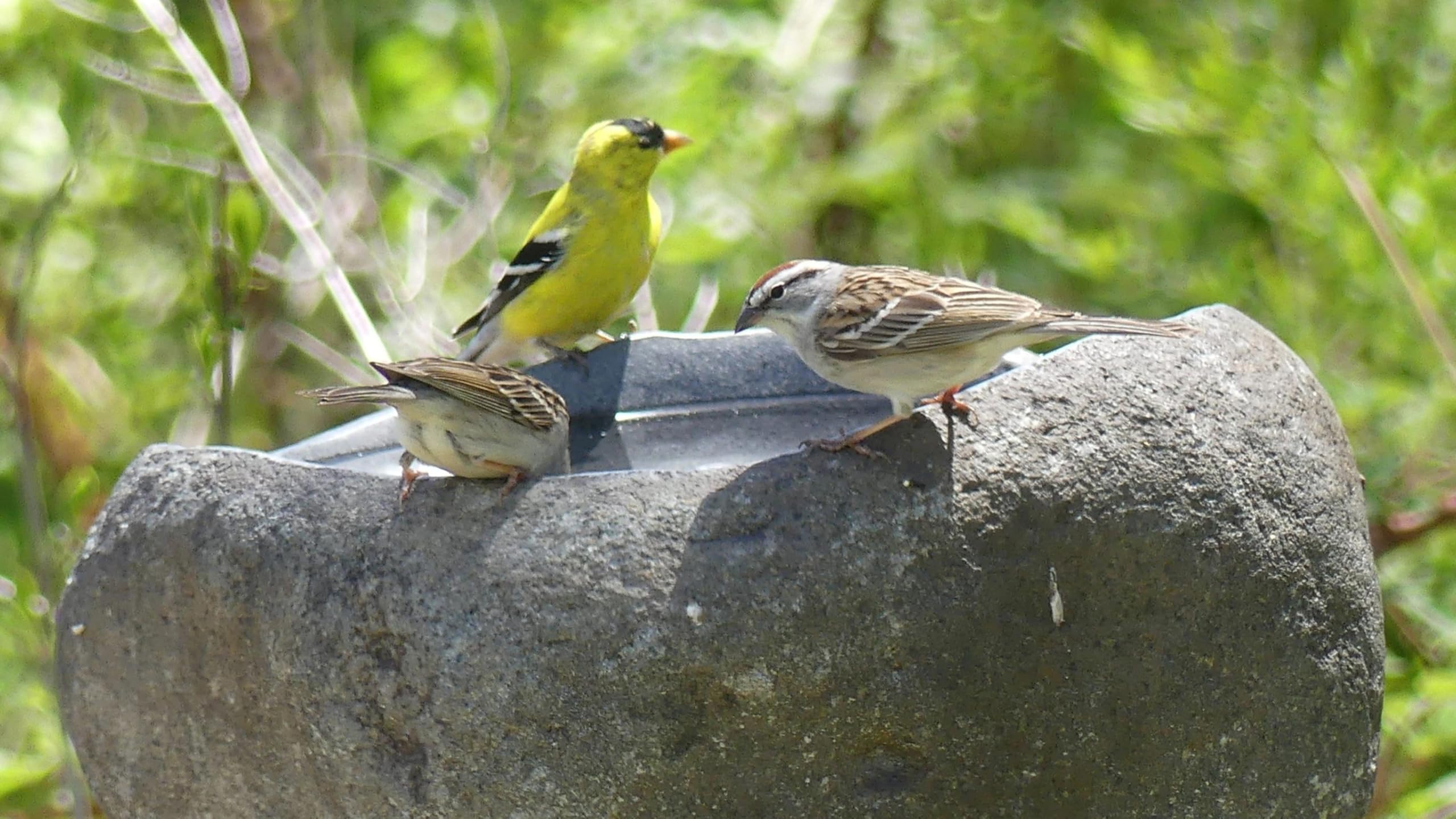 ART-CRAFT Steintrog Abreuvoir pour oiseaux, chiens et chats, en pierre naturelle, fait à la main, diamètre d'environ 25 cm, résistant au gel et aux intempéries, pièce unique, 7 à 9 kg
