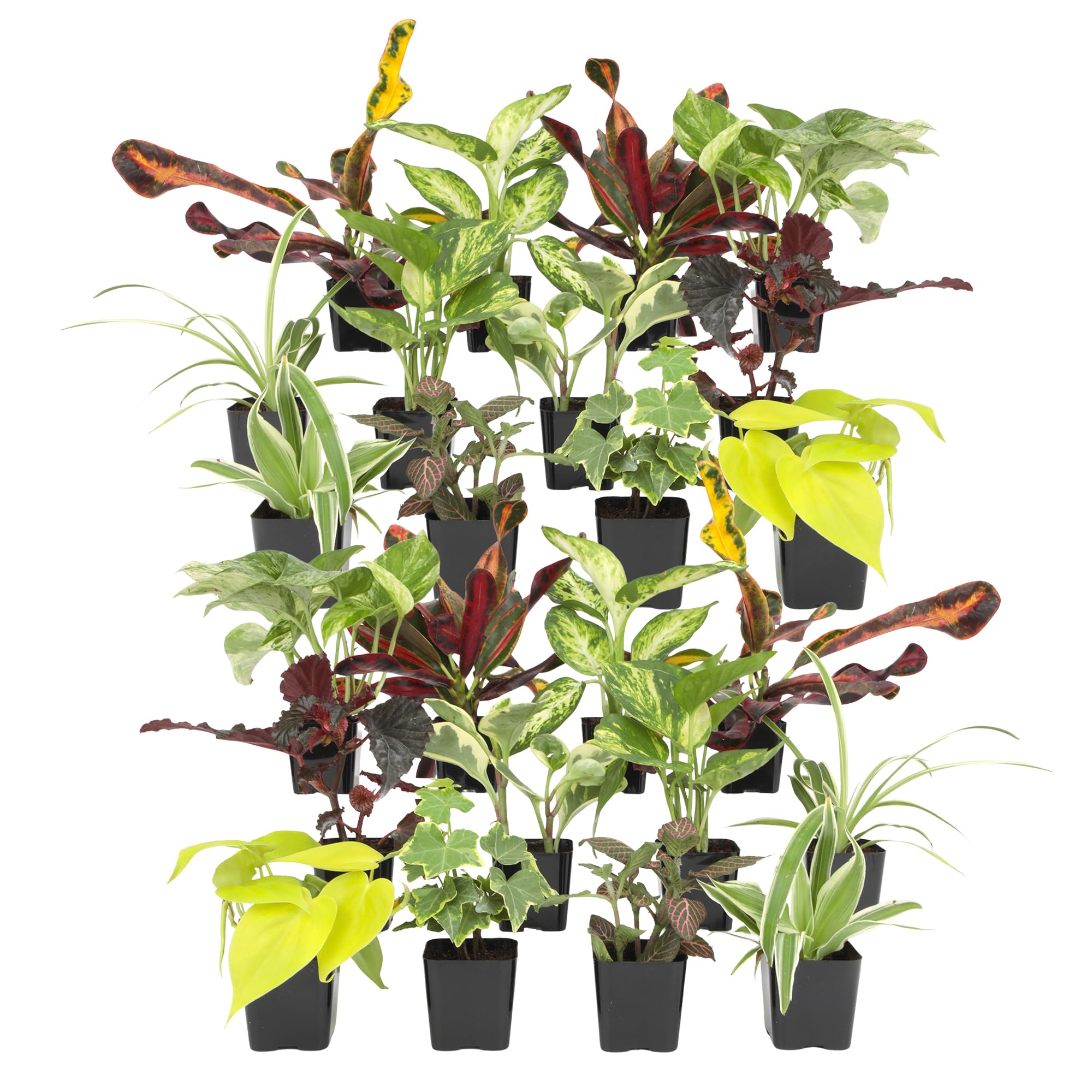 Easy to Grow Houseplants 24 Pack