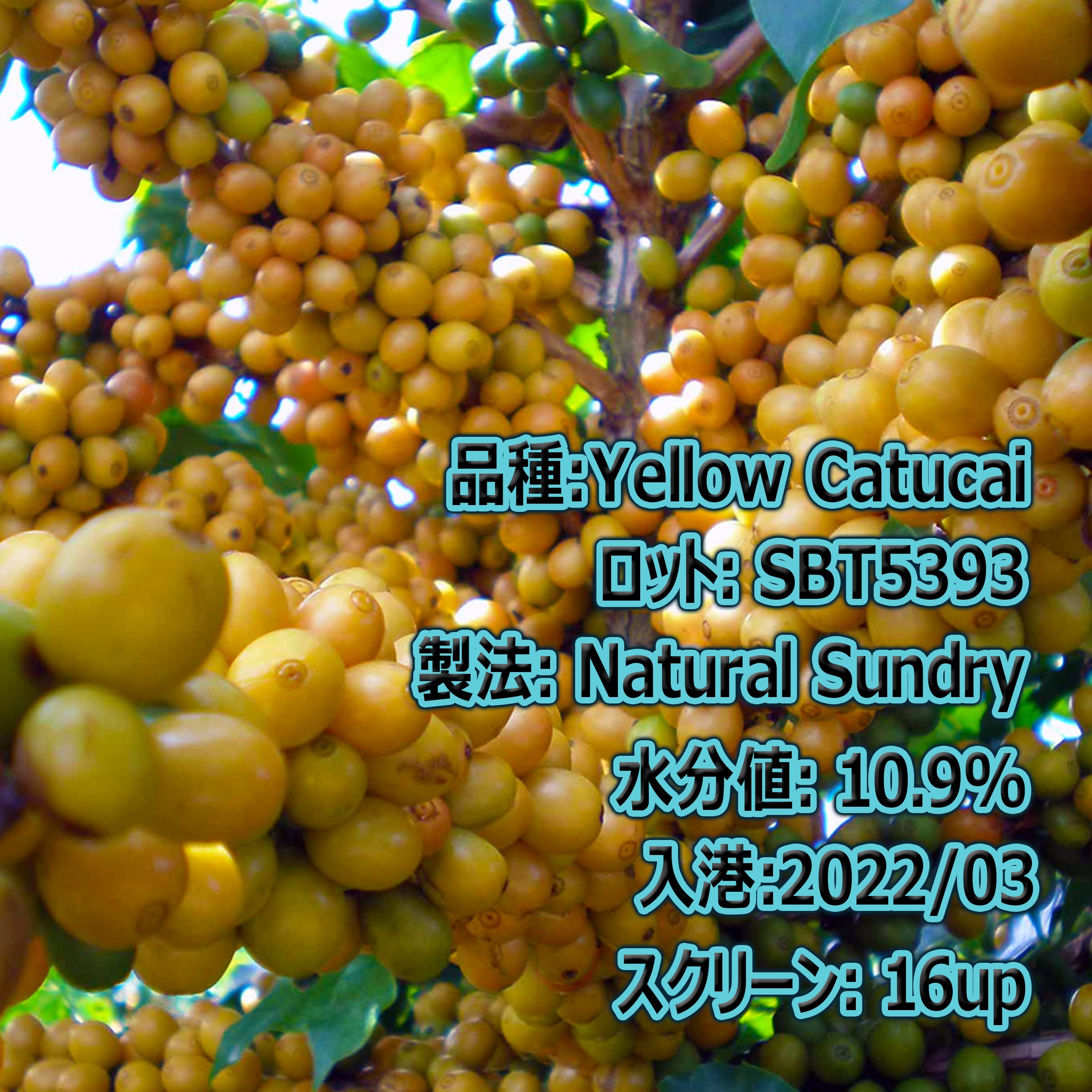 Amazon.co.jp: スペシャルティ コーヒー 生豆 ブラジル グアリロバ農園