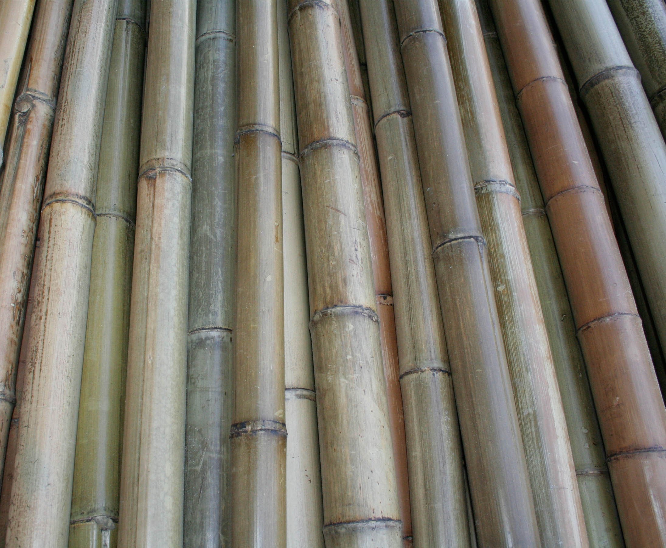 Madake Tige en bambou naturel - 180 cm de long - 8-10 cm de diamètre - Traité thermiquement - Conique - Pour projets de jardin et constructions