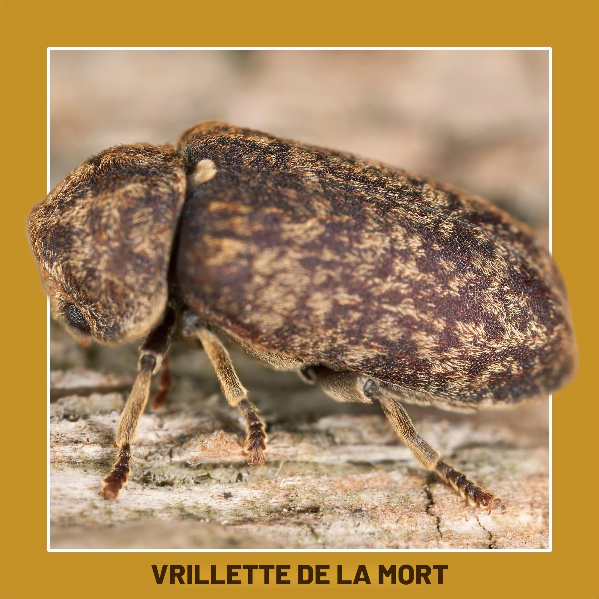 Soluguard Traitement Larves, Vers et Termites (5L) - Contre les Insectes Xylophages détruisant le Bois - Prêt à l'emploi et très Puissant