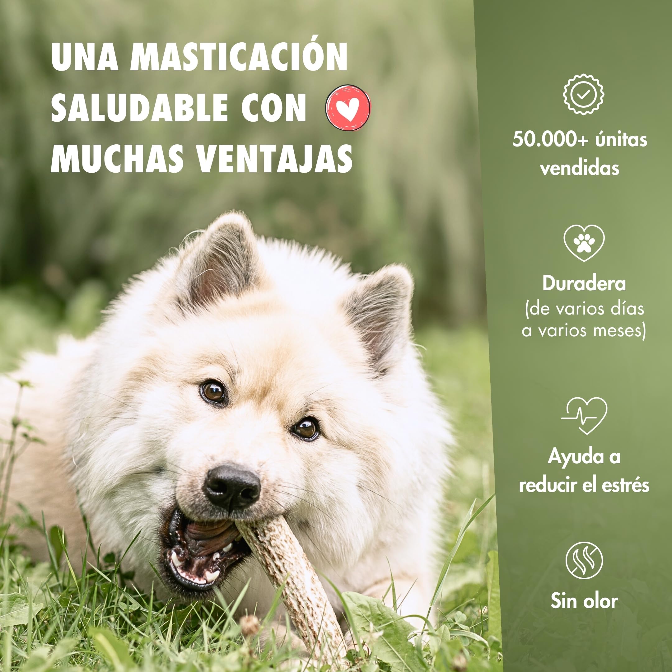 FOURLEGS® Asta Perro Natural Hecha de Asta de Ciervo 100% - con Minerales, Juguete Perro, Sabor a Venado, Huesos para Perros – Mordedor Perro – Tamaño XXL Mitad, Paquete de Ventajas (Pack de 5)