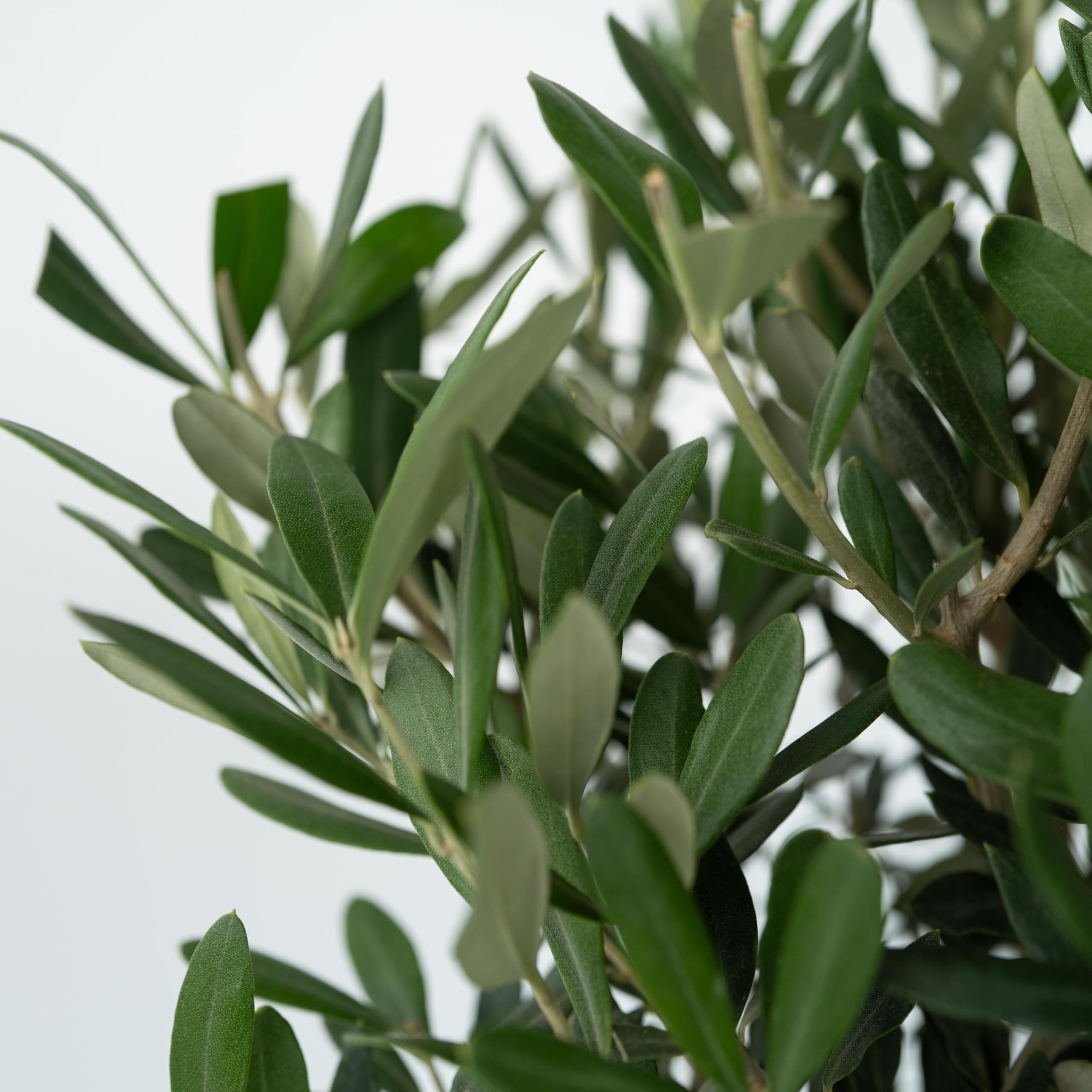 Olea Europaea Olivier exterieur Set de 2 Pot 14cm Hauteur 50-60cm