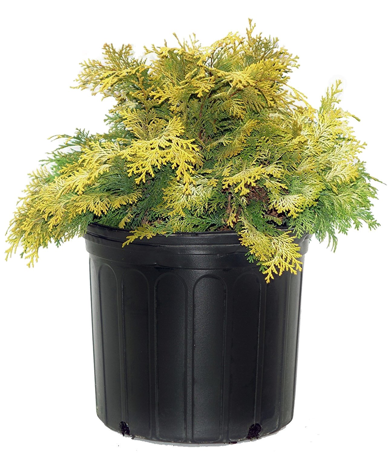 Chamaecyparis obt. 'Crippsii' (Hinoki Cypress) Evergreen, golden foliage, #2 - Size Container