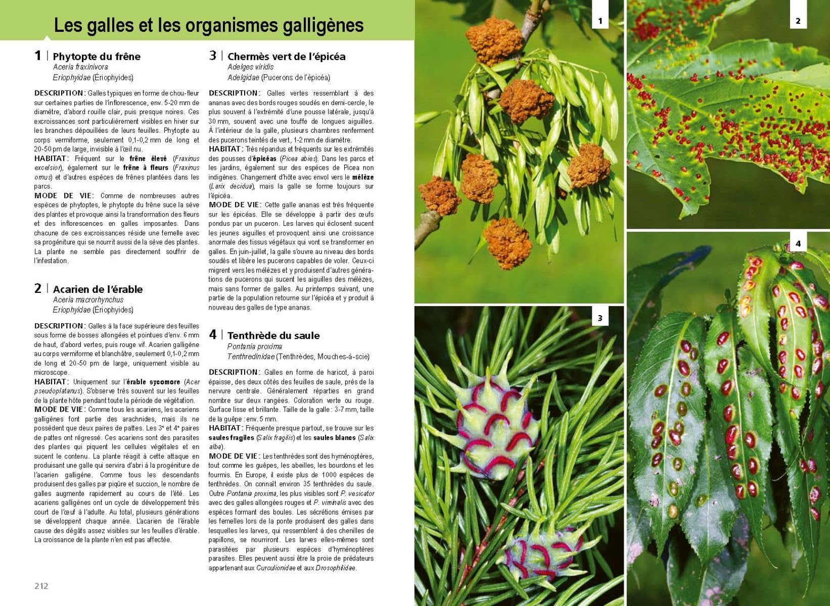 Le Guide de la forêt: Milieu, faune et flore des forêts d'Europe