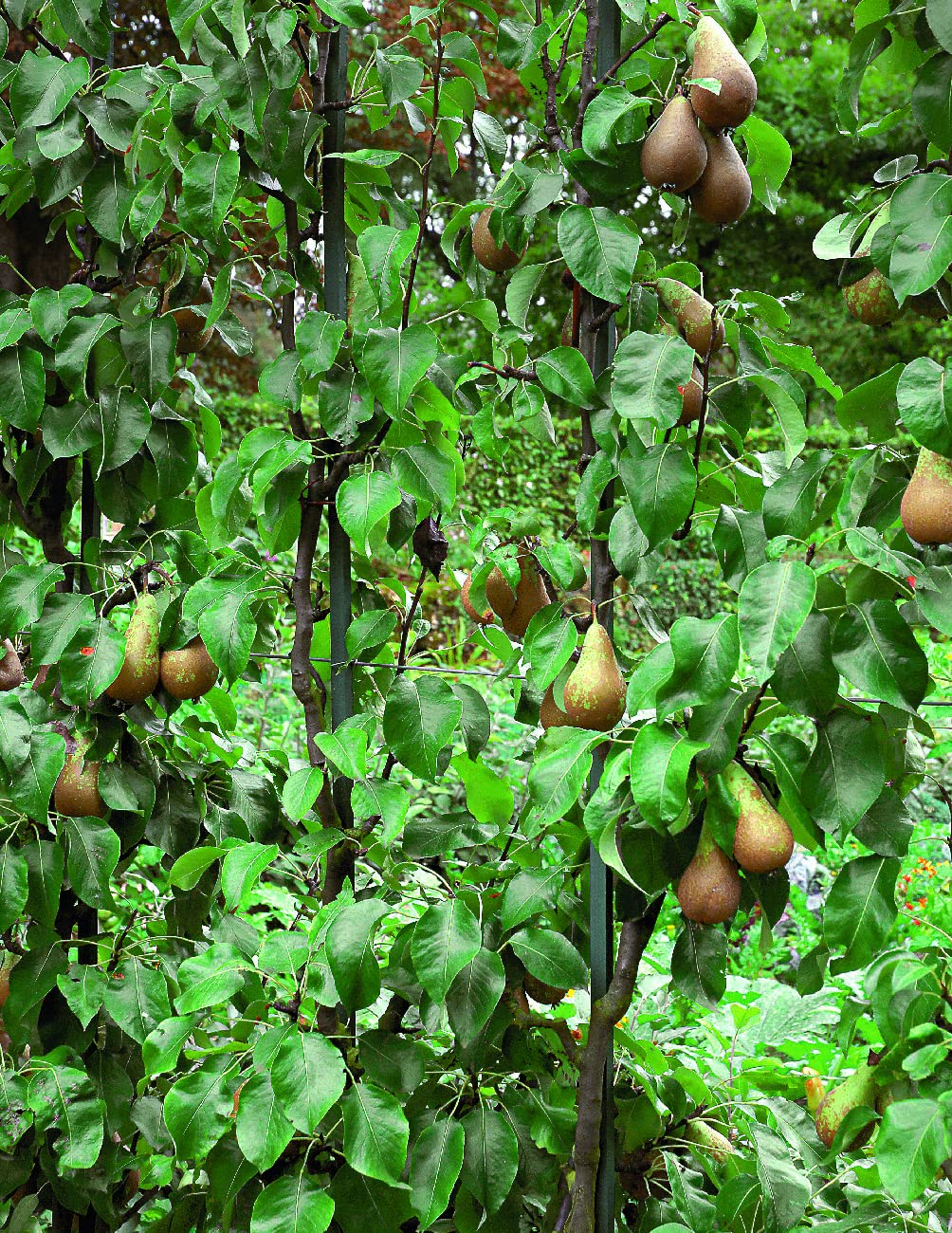 La taille douce des arbres fruitiers en permaculture