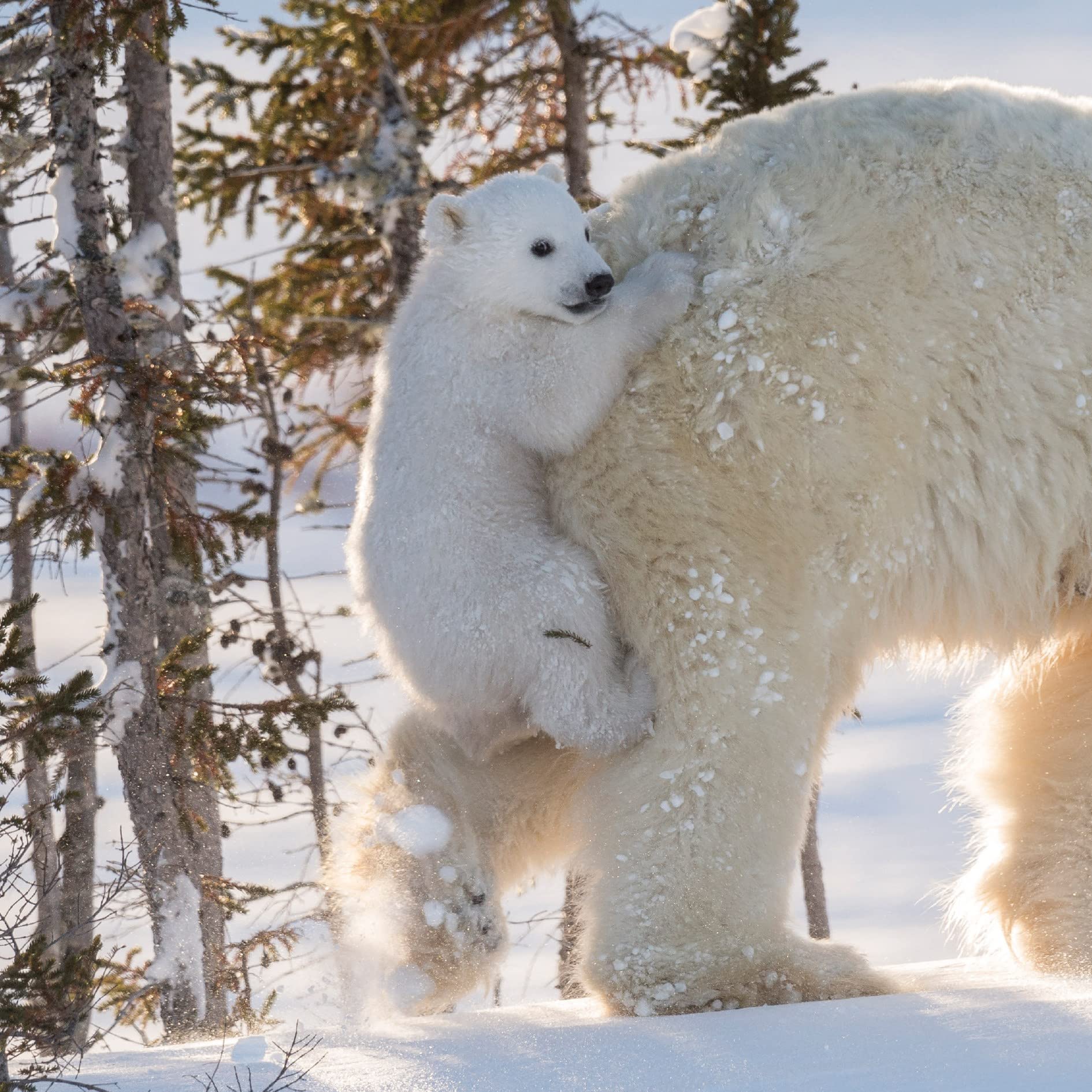 Museums and Galleries Pack of Christmas Cards, Snowy Polar Bear Cub Hitching a Ride, Pack of 5 Cards