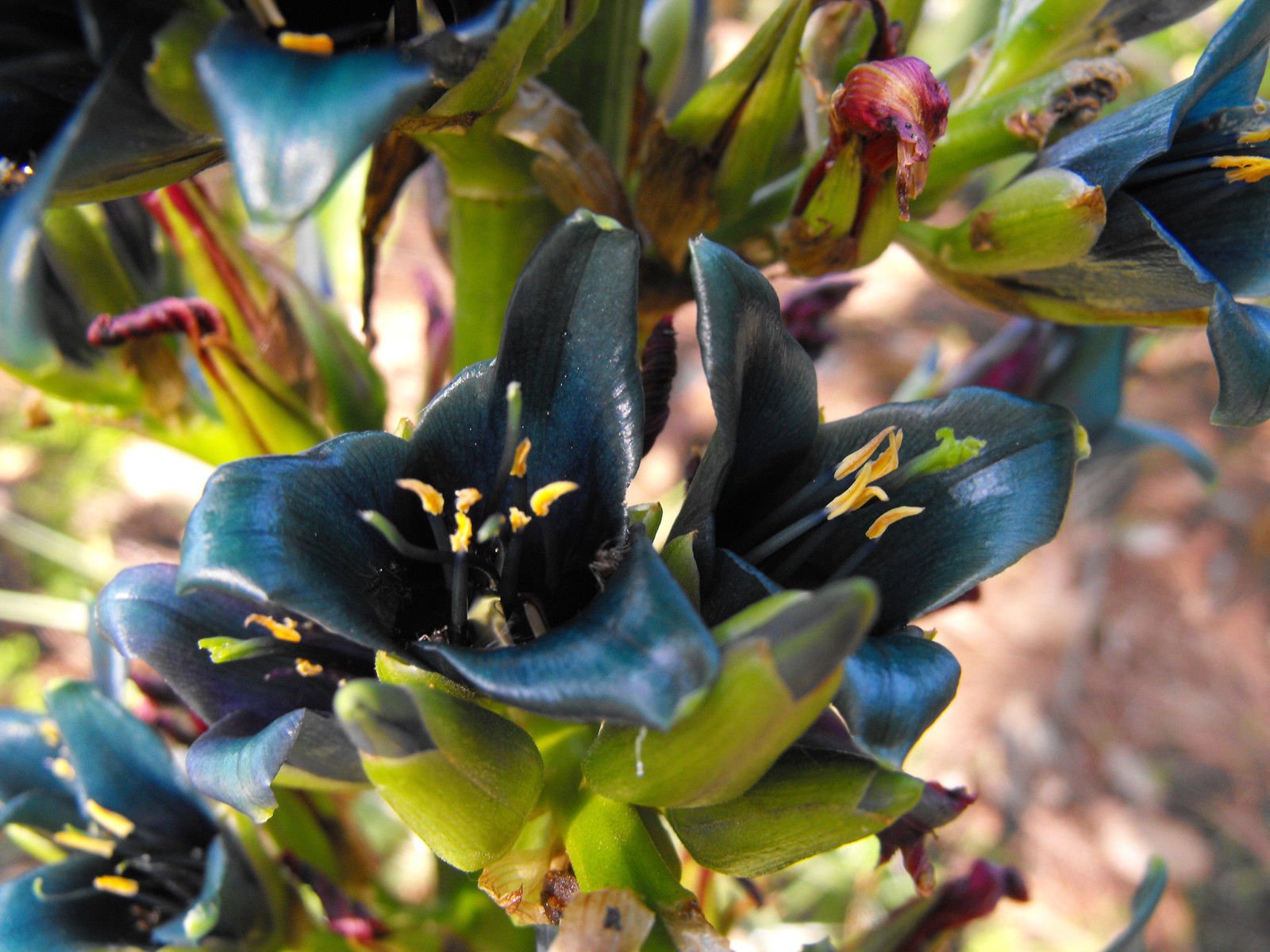 Amazon.co.jp: 【種子】Puya Alpestris◇プヤ・アルペストリス◎美しい