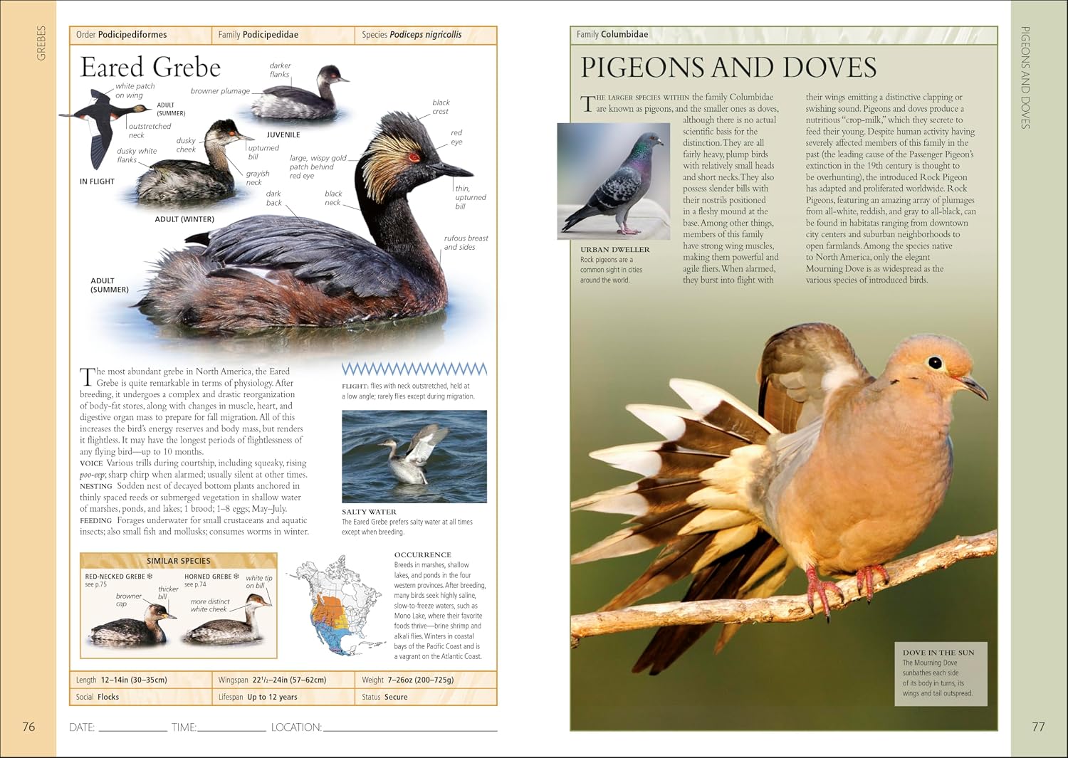 Birds of Eastern Canada