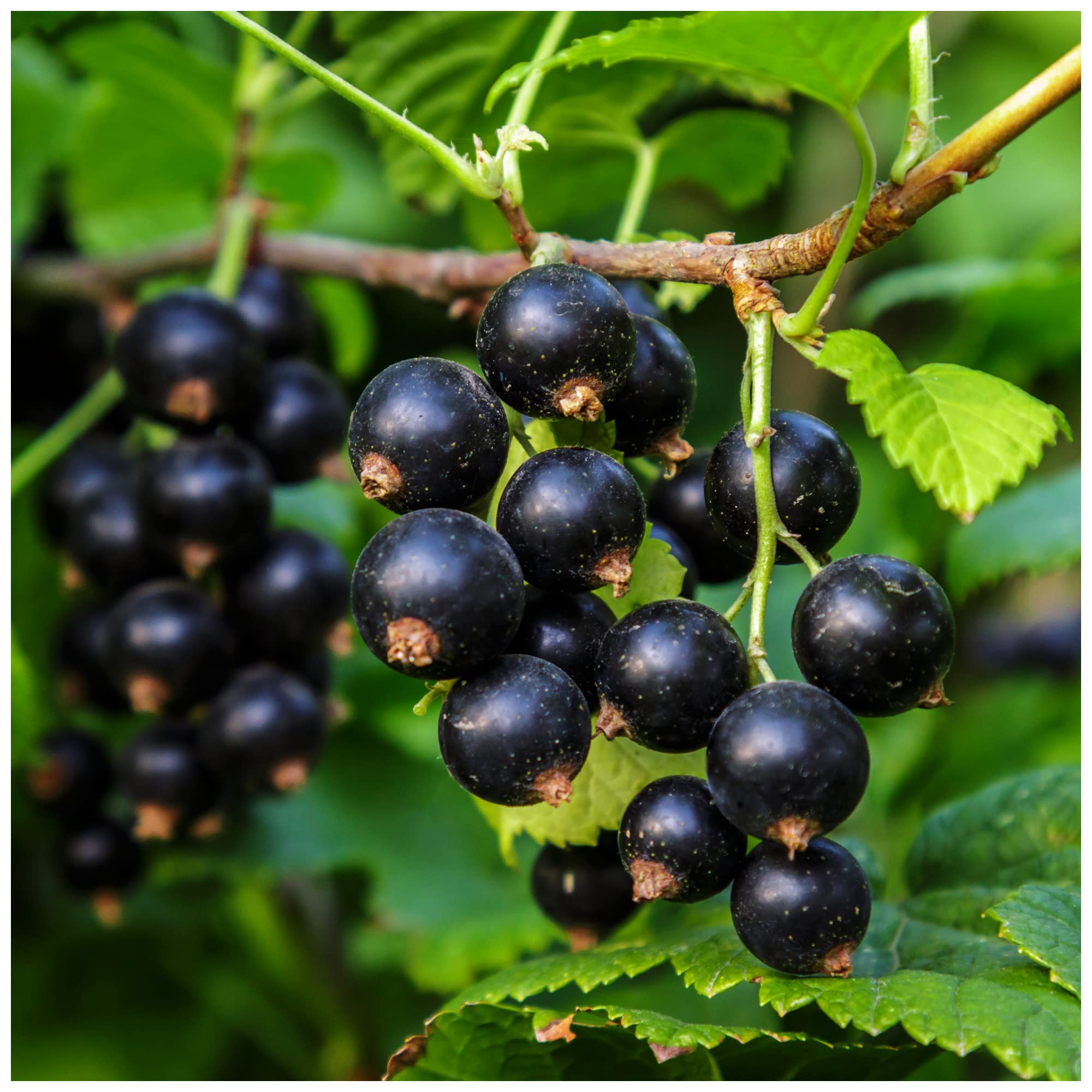 1 Ben Sarek Blackcurrant Plant/Ribes Nigrum 'Ben Sarek' 3fatpigs®