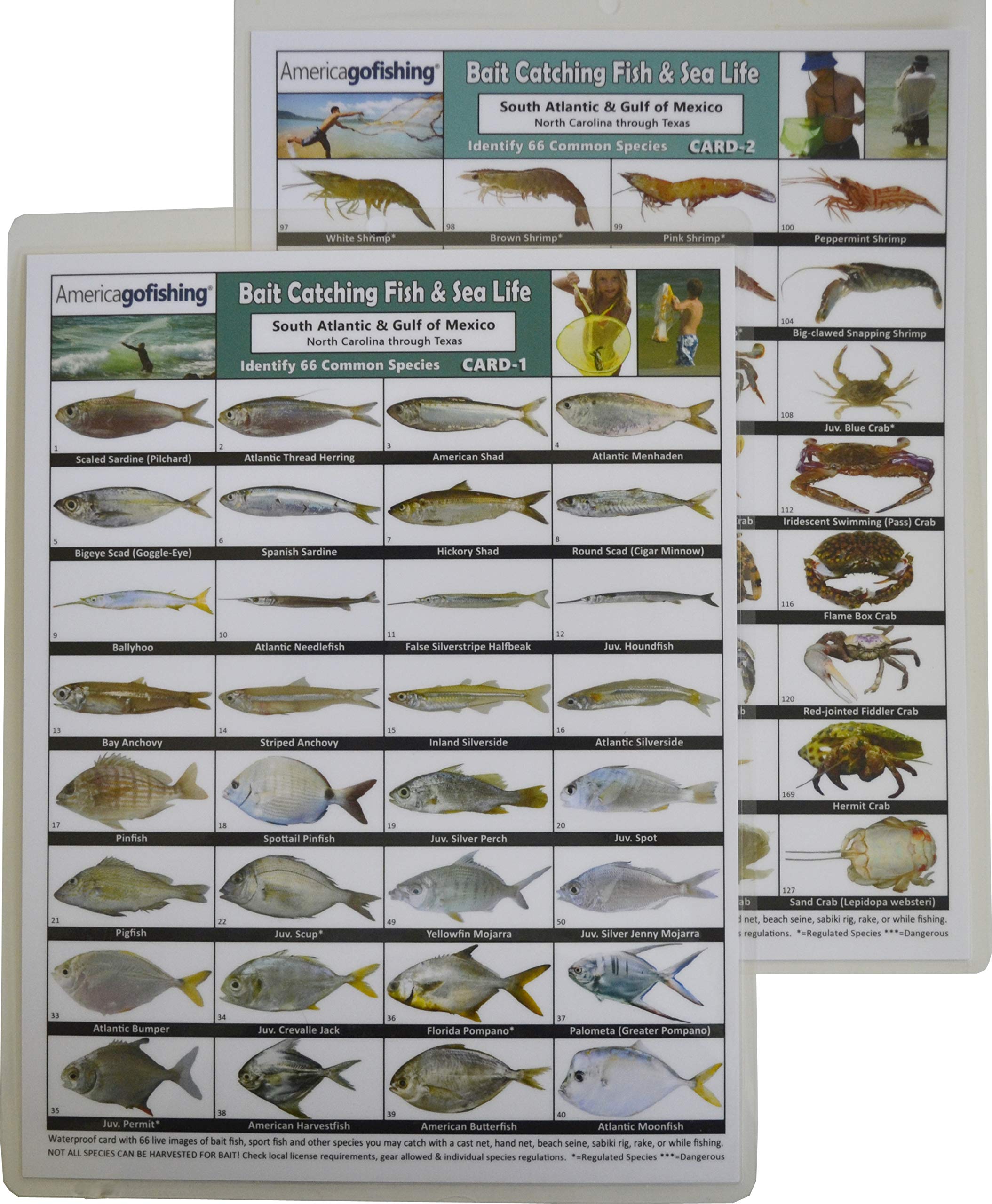 America Go Fishing - Bait Catching Fish and Sea Life 2-Card Set - South Atlantic and Gulf of Mexico