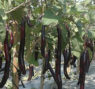 Organic Non-GMO ( Ping Tung Long Eggplant) 12-18” fruit ,Don't need to be peeled