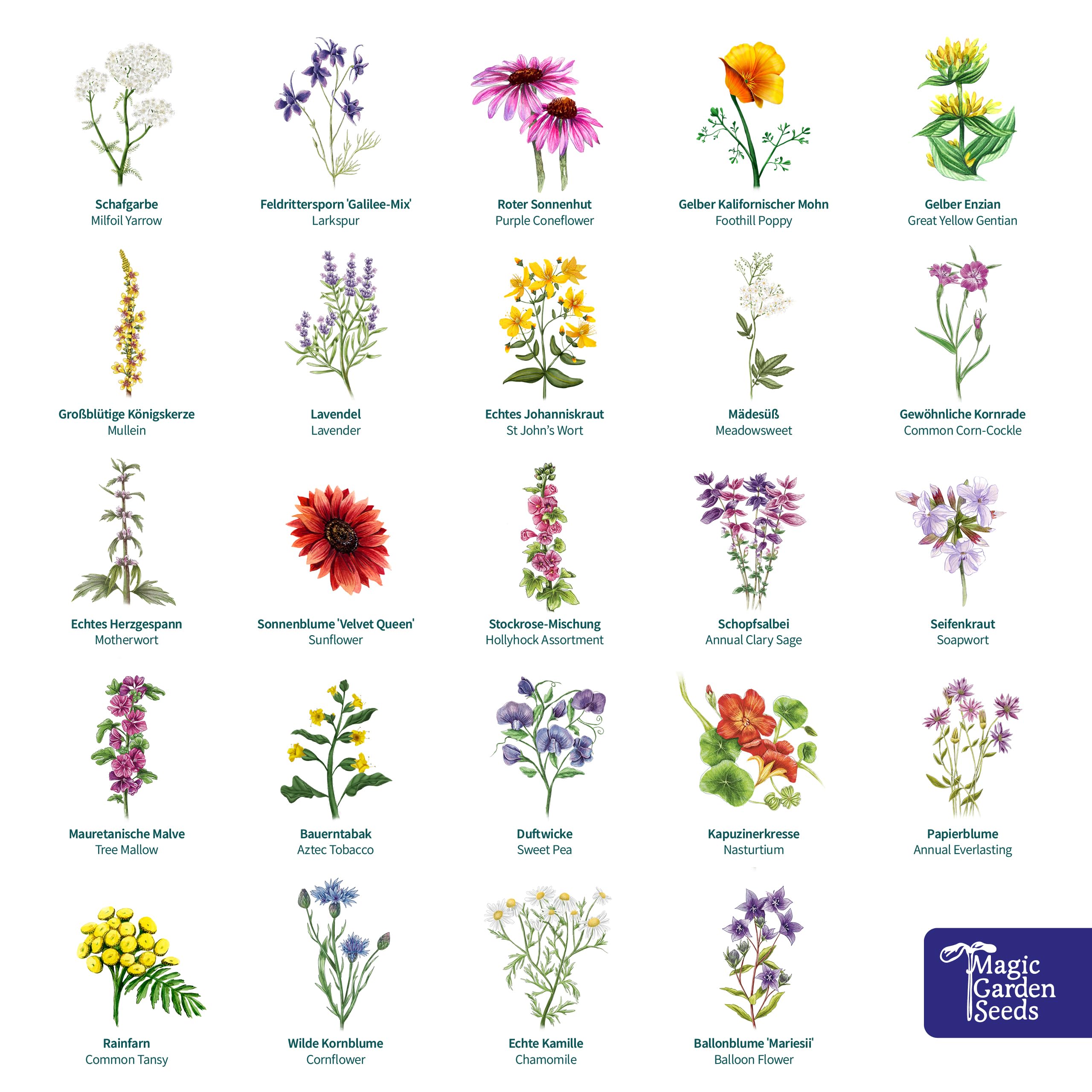 Magic Garden Seeds Calendario dell’Avvento bio Tripudio di fiori selvatici | 24 bustine di semi biologici a impollinazione libera • Fiori selvatici, annuali e perenni • Poster e calendario di semina