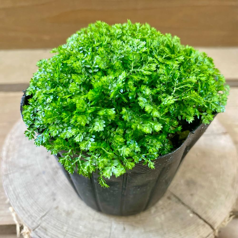 その他観葉植物 moomooo Amazon｜観葉植物 セラギネラ クッションモス アポダ｜観葉植物