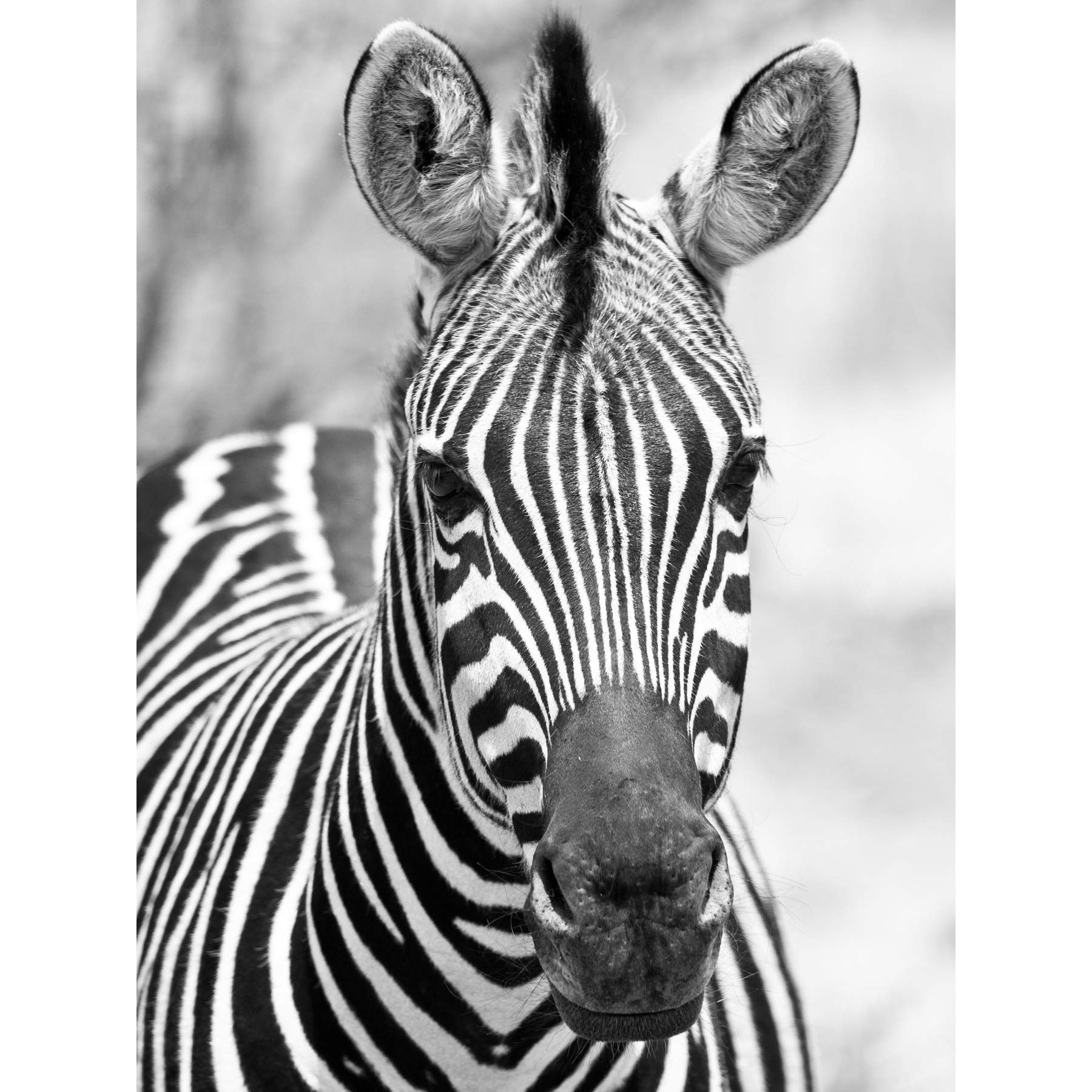 Artery8 Zebra Animal Black White Photo Large Wall Art Poster Print Thick Paper 18X24 Inch