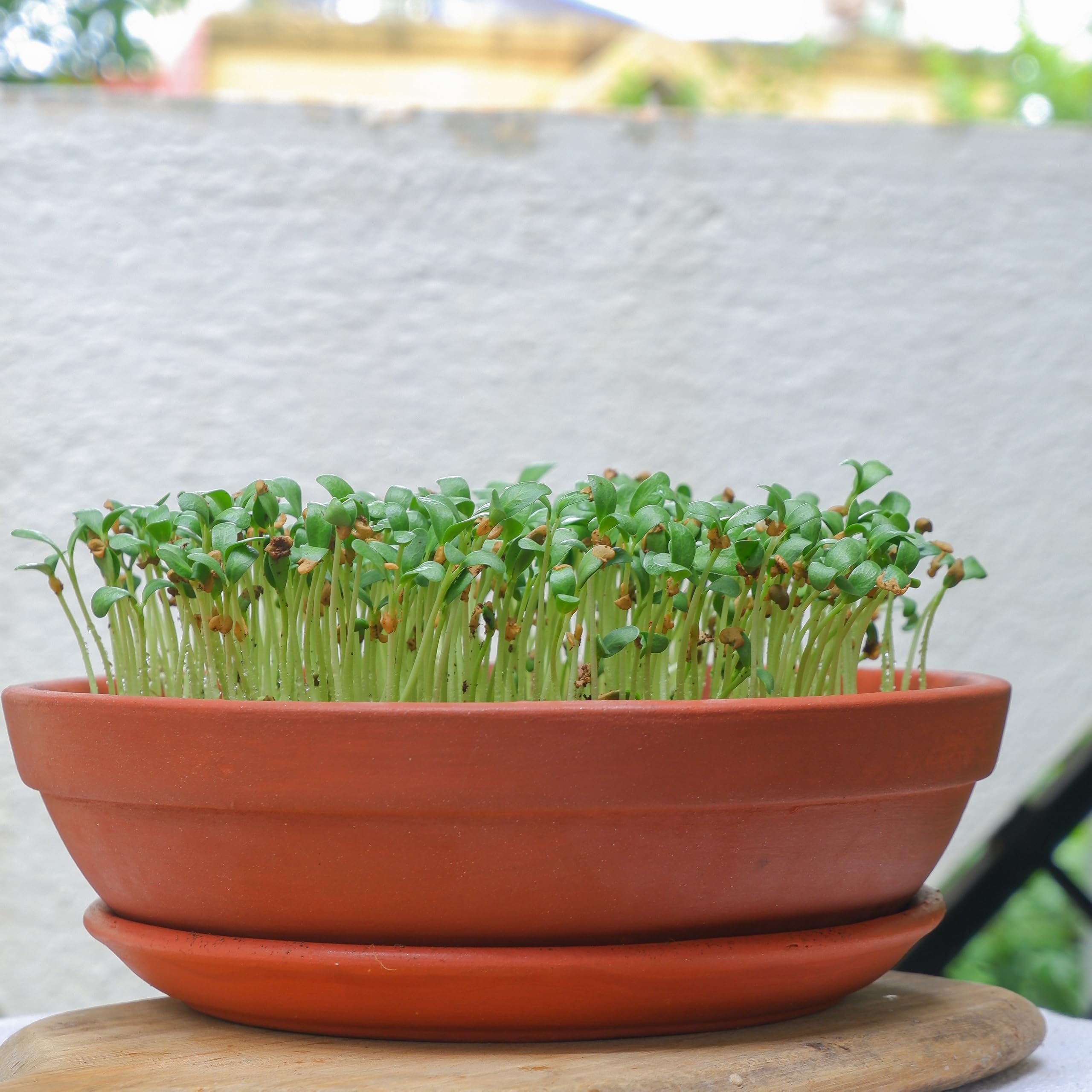 Prakrti Garden Boutique 9 inch Bowl Terracotta Pot, Clay Pot for Microgreens, Earthen Pot for Seed Germination (B0D9YQGLCR) Amazon Price History, Amazon Price Tracker