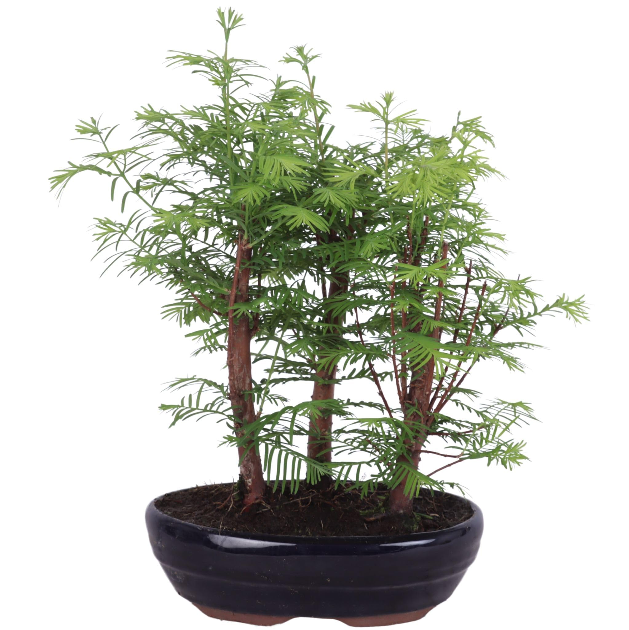 Outdoor Bonsai Urweltmammutbaum (Metasequoia) ca. 30 cm – winterhart & pflegeleicht, Mini Baum für Garten, Balkon & Terrasse, dekorativer Zierbaum, robust & schnellwachsend