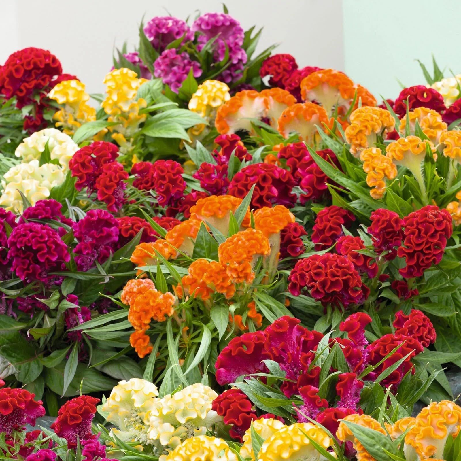 Multicolour Cockscomb Flower Seeds (100+ Seeds) | Velvet Crested Blooms | 95% Germination | Exotic Mixed Color Flowers for Home Garden, Pots, Balcony & Terrace Gardening-image-23