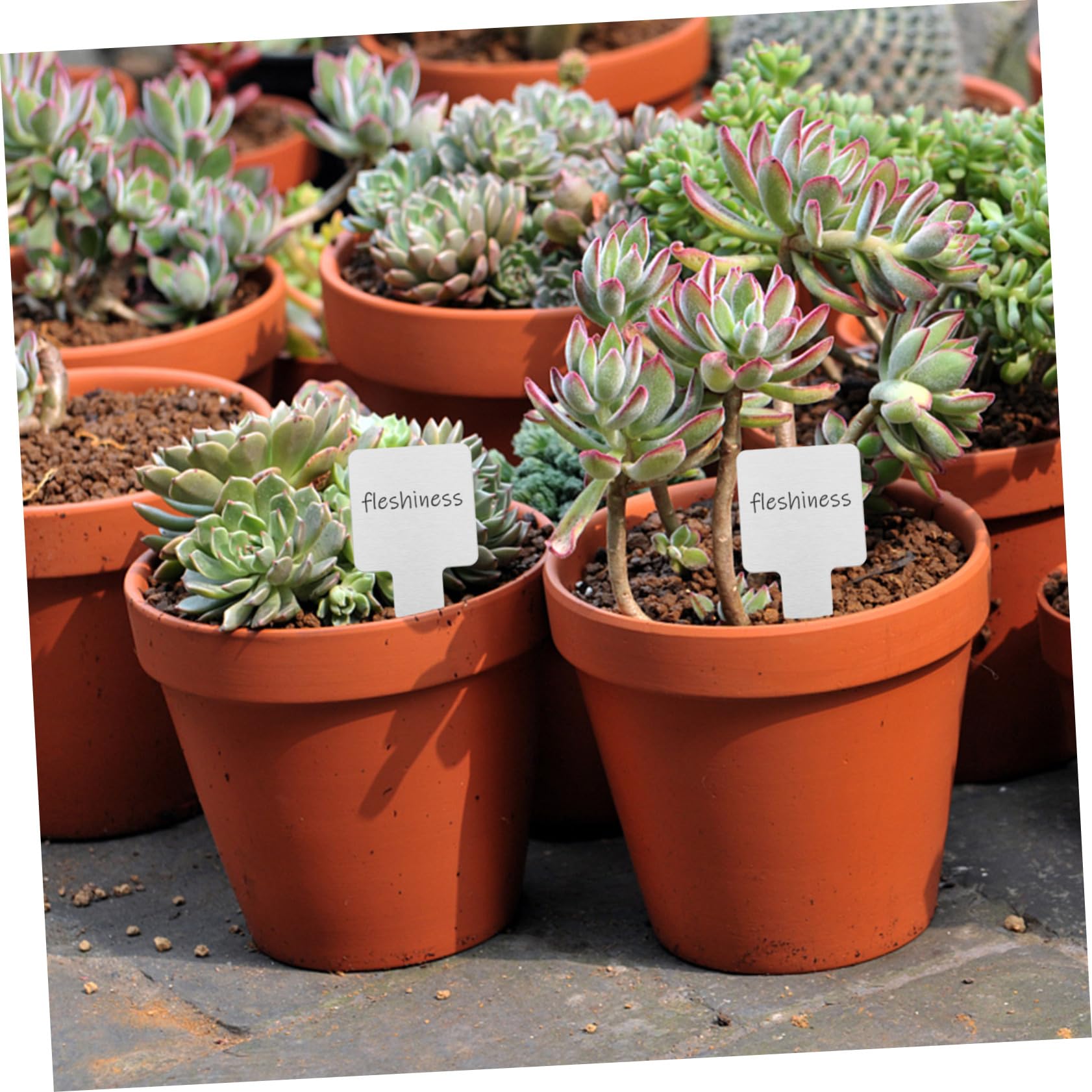 YARNOW 50pezzi Etichettatura Piante Acciaio Inossidabile Da Resistente e Riutilizzabile Per Giardinaggio e Decorazione Esterna Facile Da Scrivere e Installare