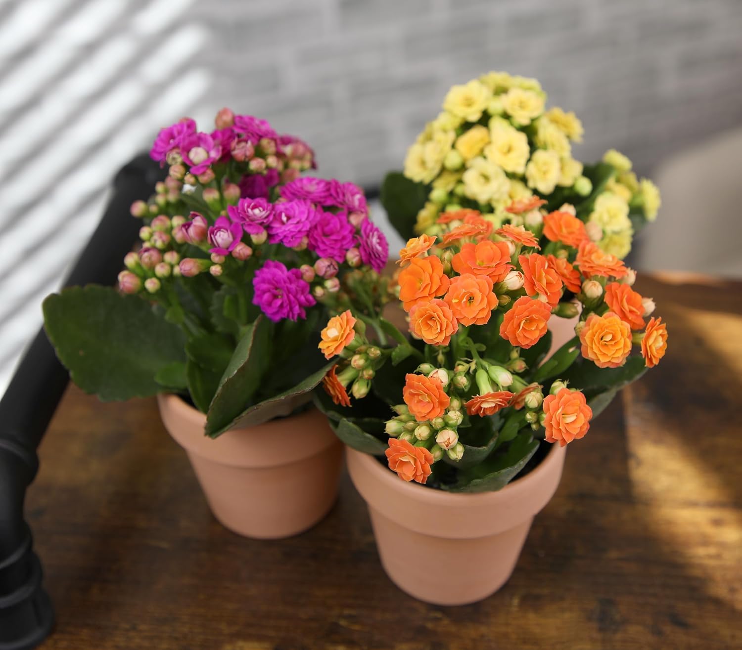 Kalanchoe Flower Plants 3PK in Terracotta Pots, Desk Plant Decor, Live Succulent Gifts for Plant Lovers, Kalanchoe Plants Live Houseplants, Live Succulents Plants Live Flowers by Plants for Pets