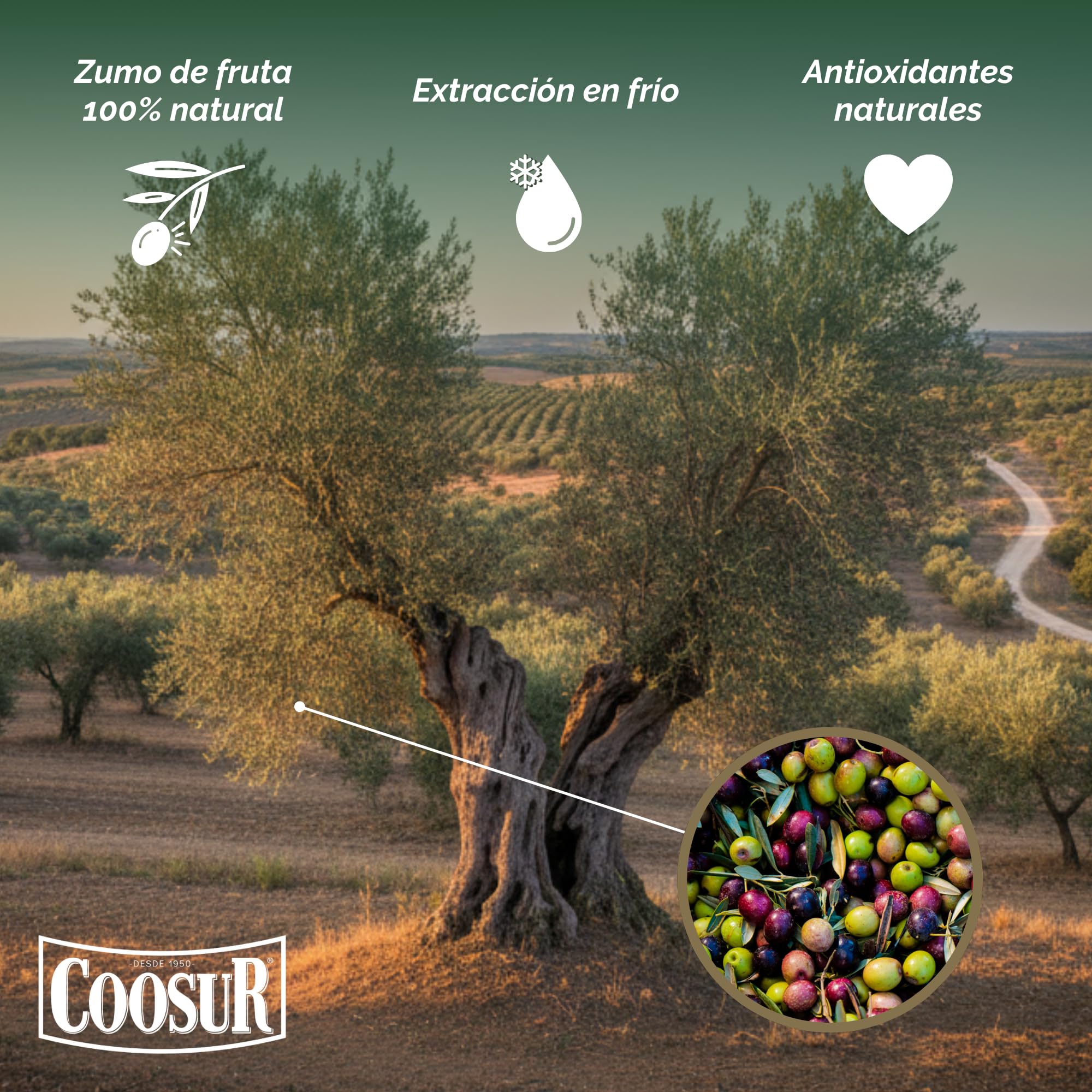 Coosur - Aceite de Oliva Virgen Extra Ecológico - 5L