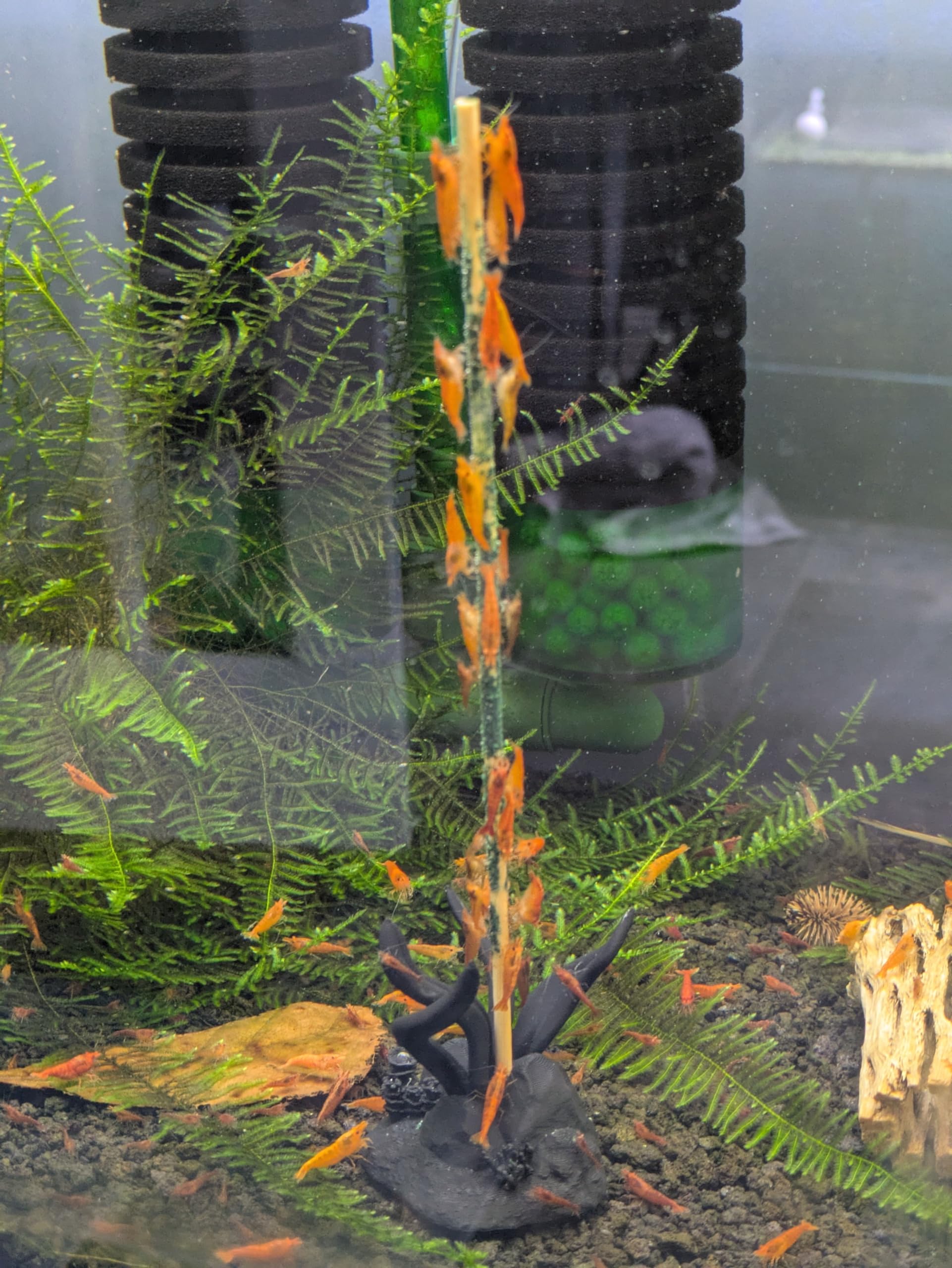 Amazon.co.jp: JungleAquashrimp シュリンプスティックス ShrimpEnvy