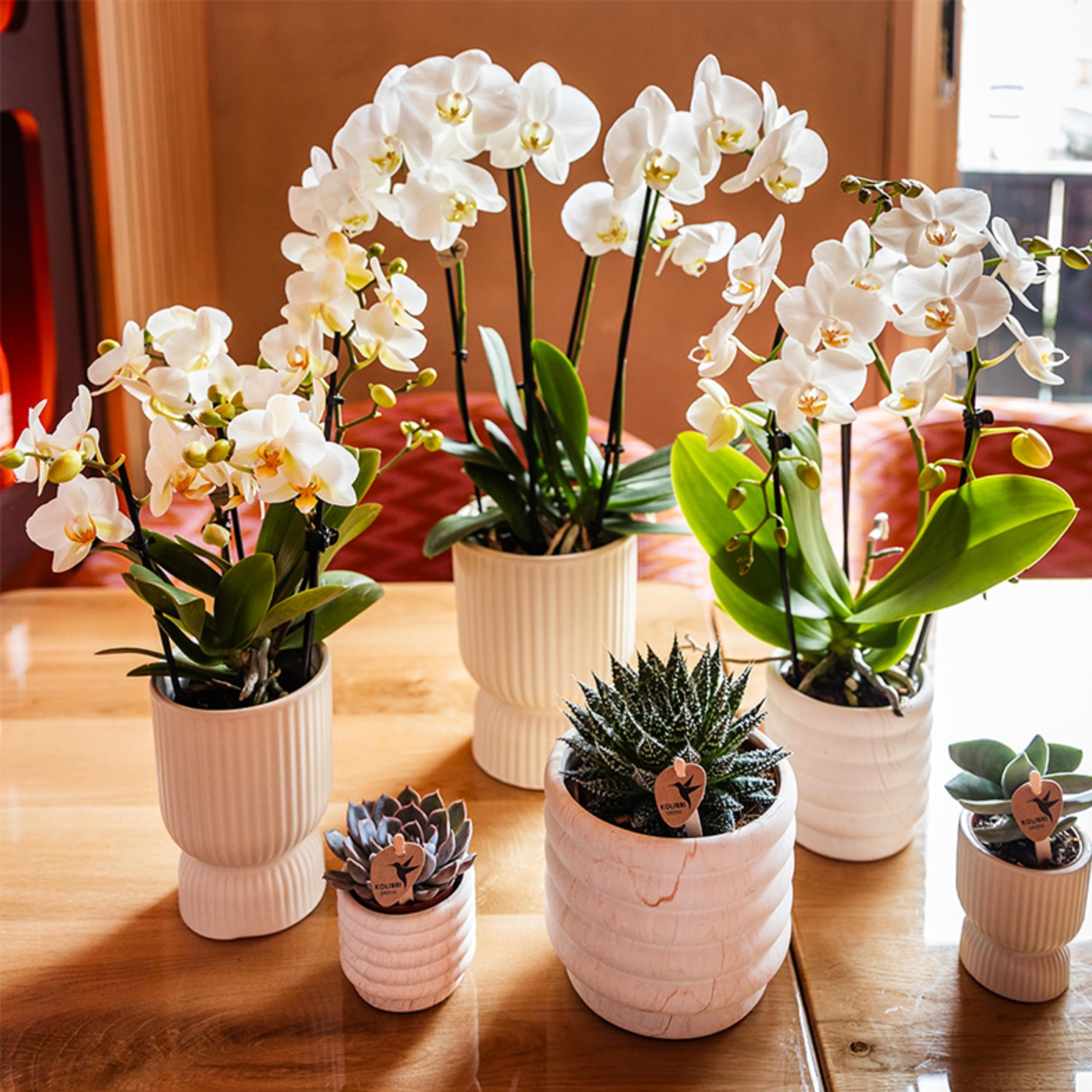Kolibri Orchids | Weiße Phalaenopsis-Orchidee - Lausanne - Topfgröße Ø9cm | Blühende Zimmerpflanze - frisch vom Züchter