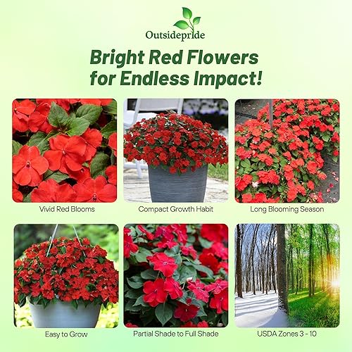 Miniatura 2 de Outsidepride 75 semillas rojas brillantes Impatiens sombra jardín flor semillas para plantar