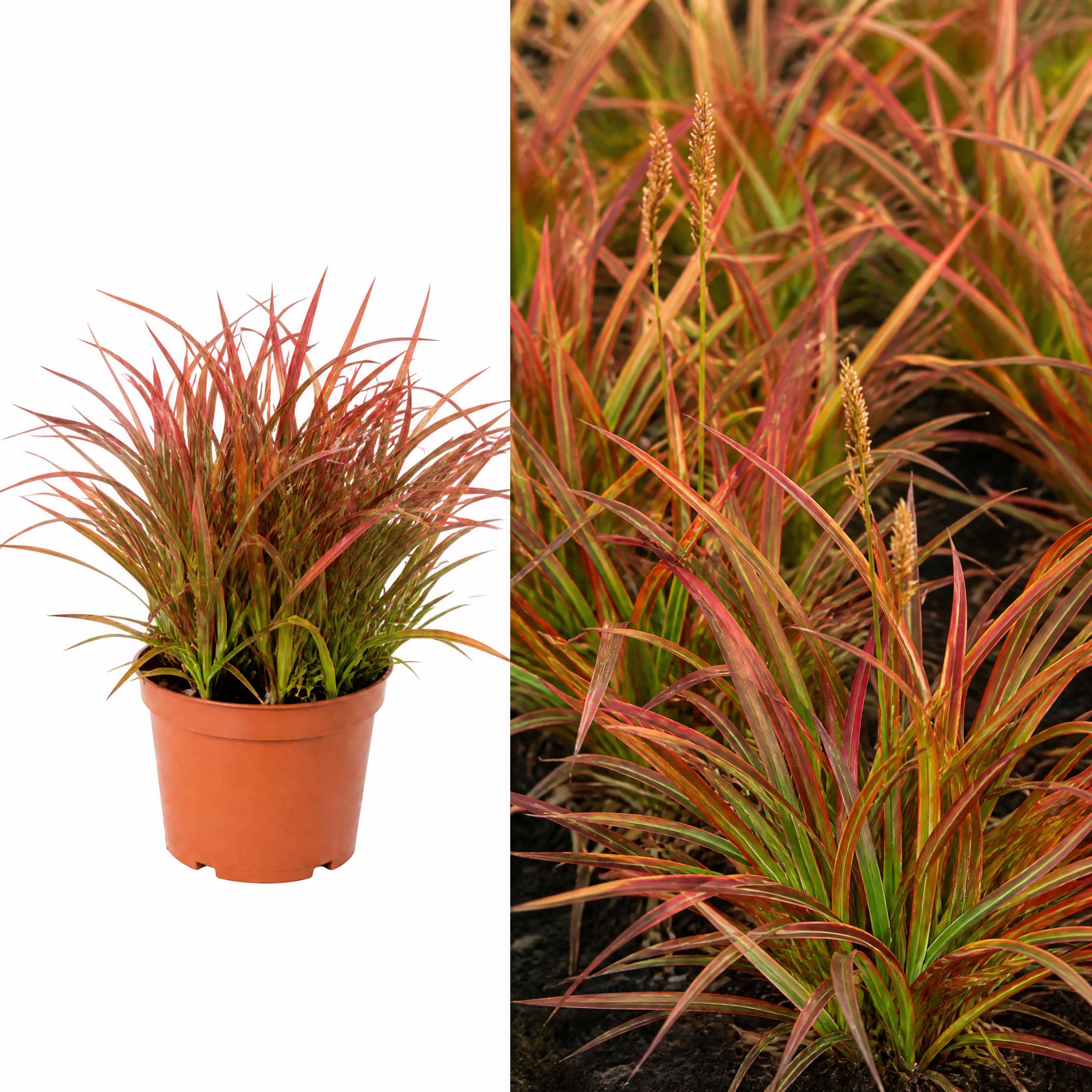 Carex Prairie Fire 17cm/2L X1