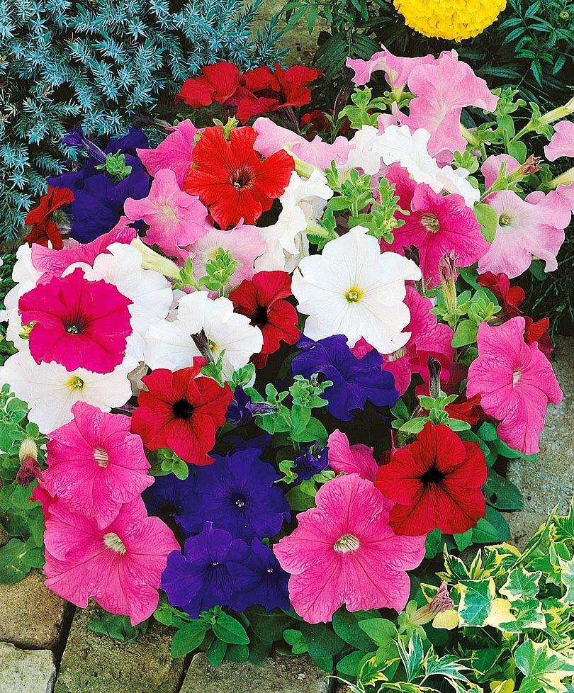 SeedsUP - 500+ Seeds Petunia Triumph Rainbow Cascade - Flower Mix
