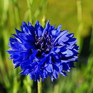 Cornflower Blue Ball Seeds - 200 Native UK Wild Flower Seeds for Attract...