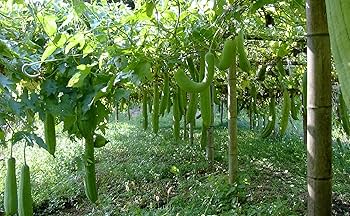 オーガニックエッセンス(美容液)2本 楽天市場】＼今だけ69%OFF！！お一人様一回限り1,000円／ 【楽天