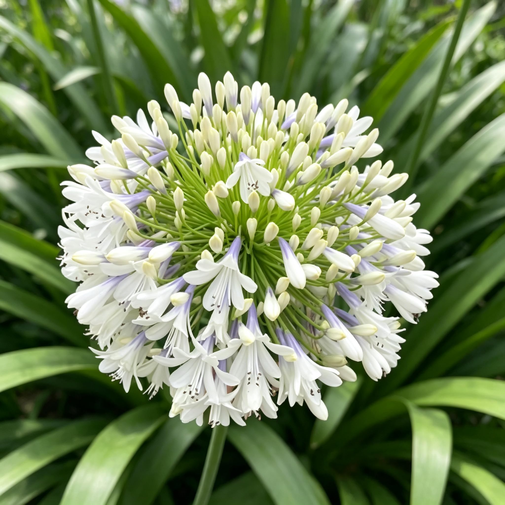 Agapanthus Seed-Hardy， Vibrant Floral Display Garden