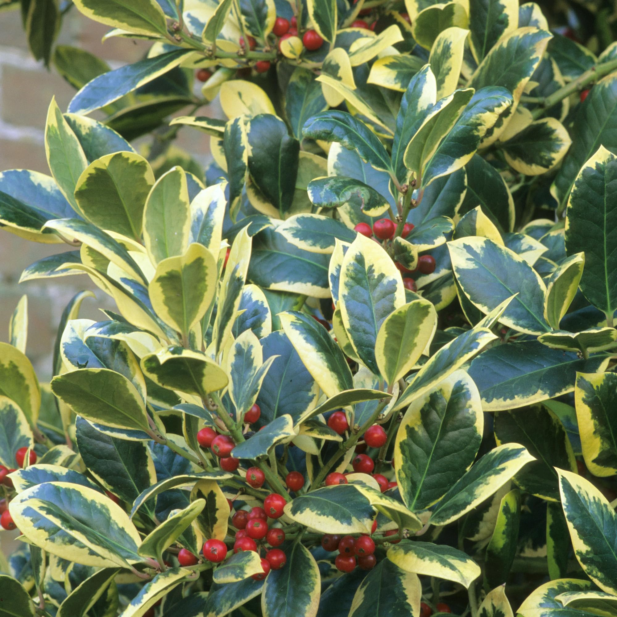 Ilex altaclerensis 'Golden King' Evergreen Hardy Holly Hedge Shrub Plant in Pot (9cm Pot, 20-30cm)