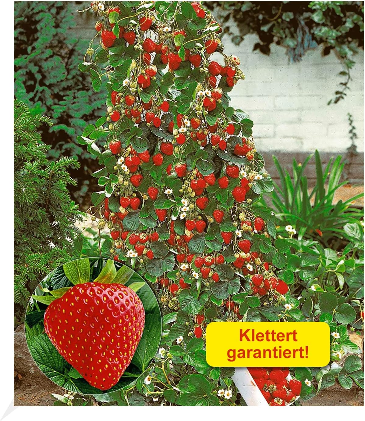 BALDUR Garten KletterErdbeere 'Hummi®', 3 Pflanzen Fragaria
