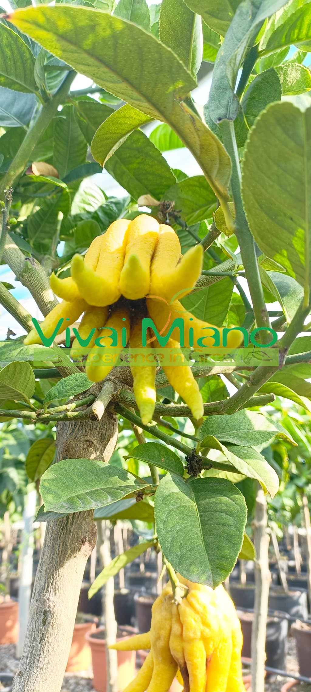 Pianta di Cedro Mano di Budda (vaso - 20) - Immagine reale