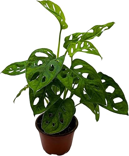 BubbleBlooms Planta de queso suizo Monstera Adansonii, vive en una maceta de 4 pulgadas por BubbleBlooms