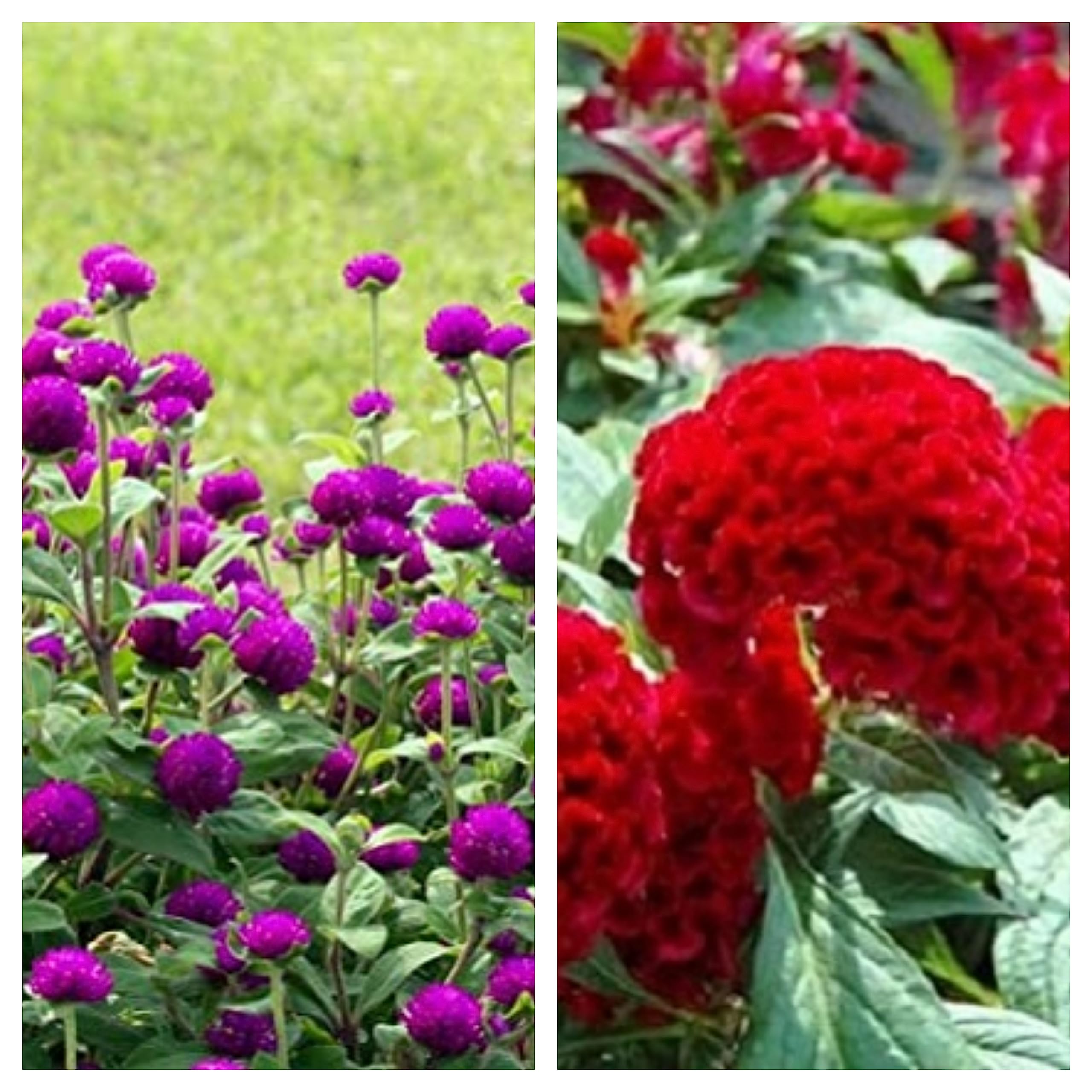 JIGNISHASEEDS Gomphrena Purple & Cockscomb Red Combo Flower Seeds (Pack Of 2) (B0C7LGGRB9) Amazon Price History, Amazon Price Tracker