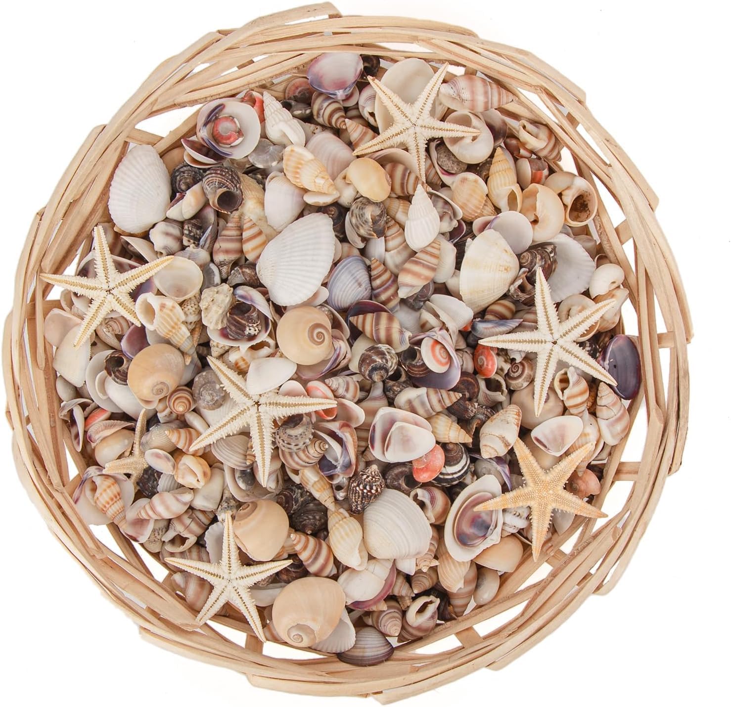 1000pcs Mini Coquillages Mélangés, 20 Variété de Petits Coquillages en Vrac pour Travaux Manuels, Coquillages de Plage Naturels, Bricolage, Plage, Fête, Mariage, Aquarium