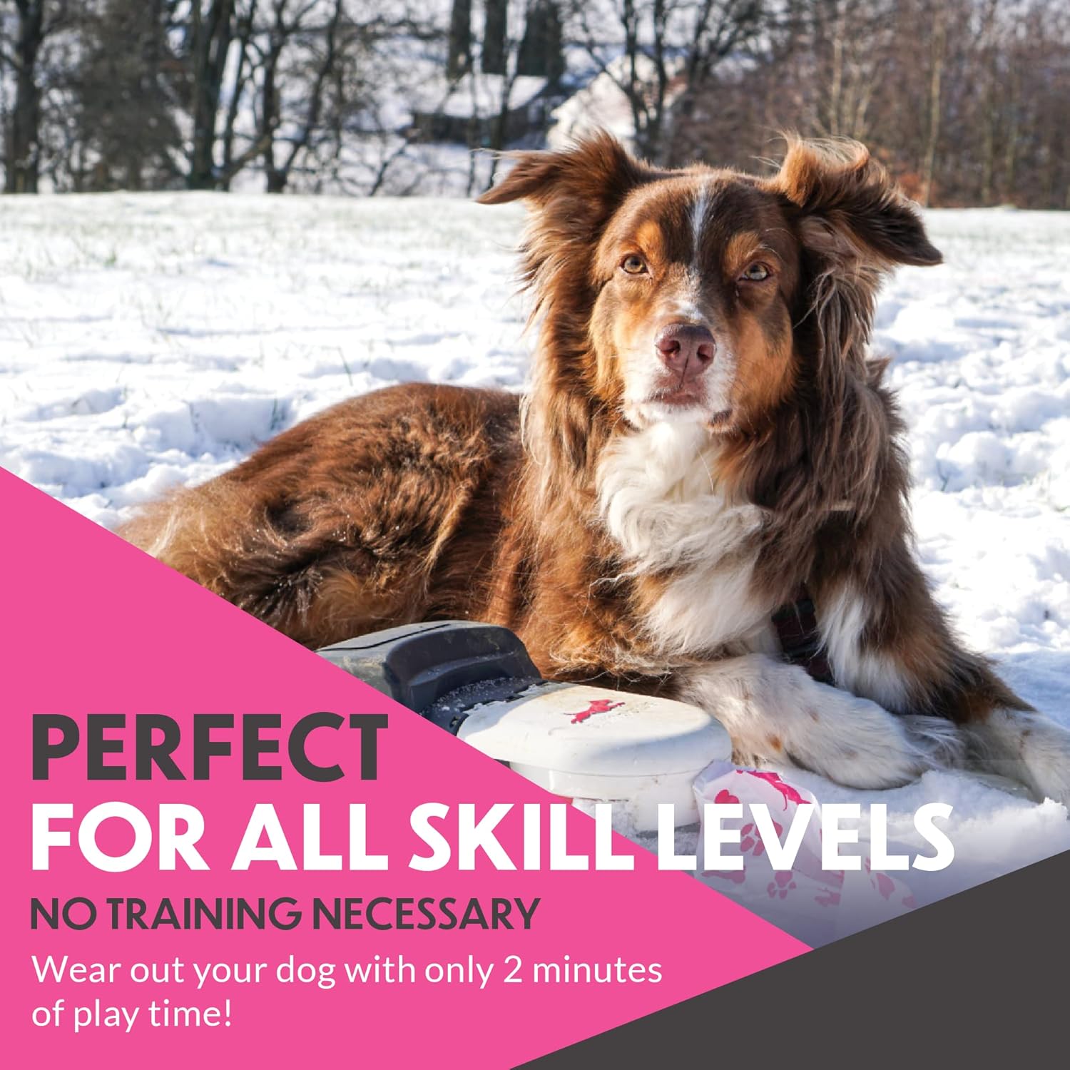 home lure course for dogs