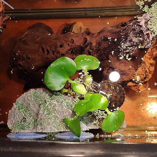 Miniatura 6 de kathson Plataforma de tortuga con ventosa para escalar tortuga, resina, decoración de escalones de resina, decoración de reptiles, hábitat,