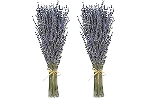 Natural Lavender Plants with 200-220 Stems