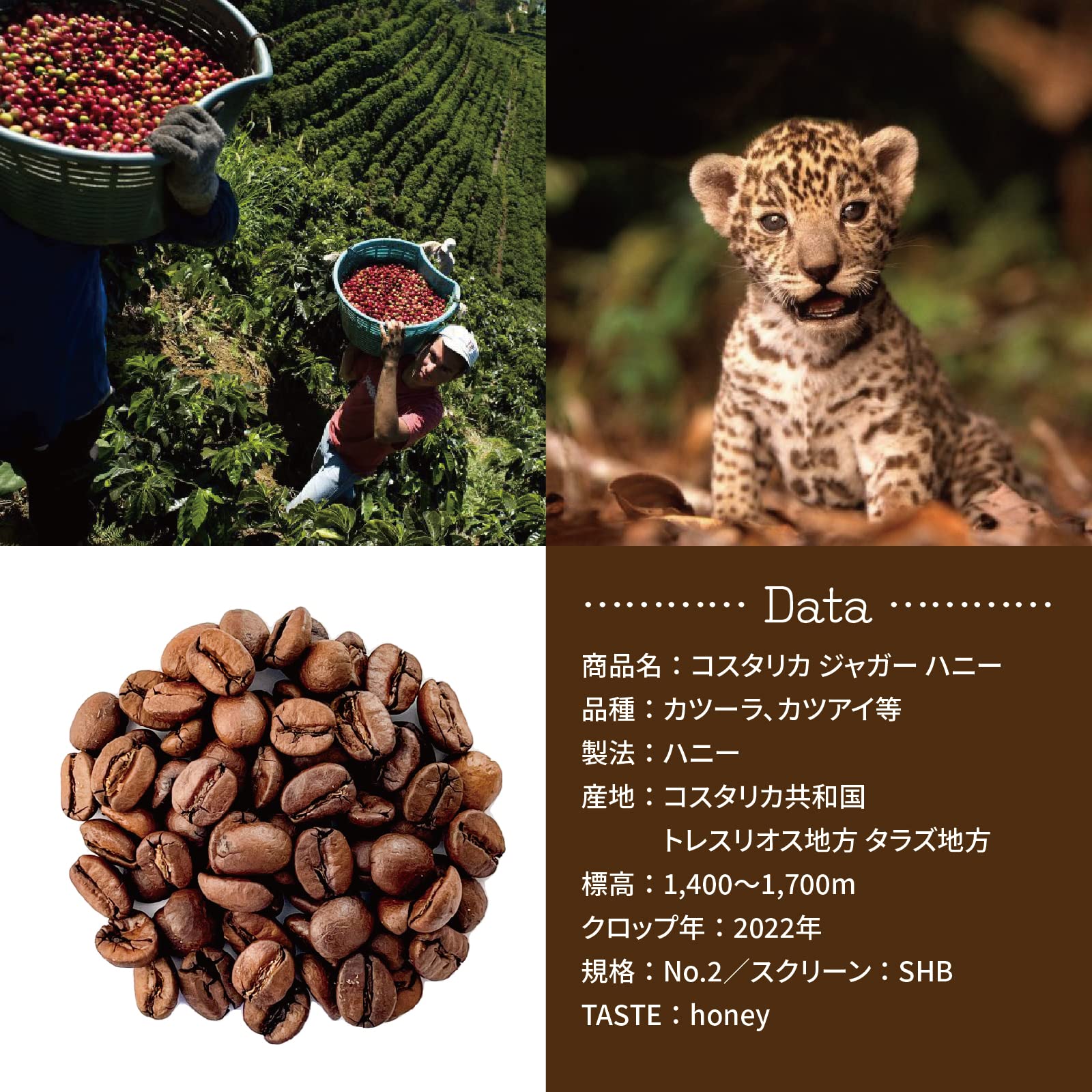 Amazon.co.jp: 【Dr-i-gama プレミアム珈琲 】コスタリカ ジャガー