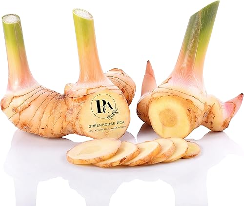 3 rizomas galangales para plantar. ¡Cultiva un hermoso follaje tropical y produce tubérculos comestibles utilizados en la cocina tailandesa!