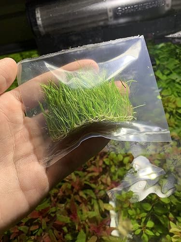 Marcus Fish Tanks Dwarf Hairgrass Eleocharis Parvula Buy 2 Get 1