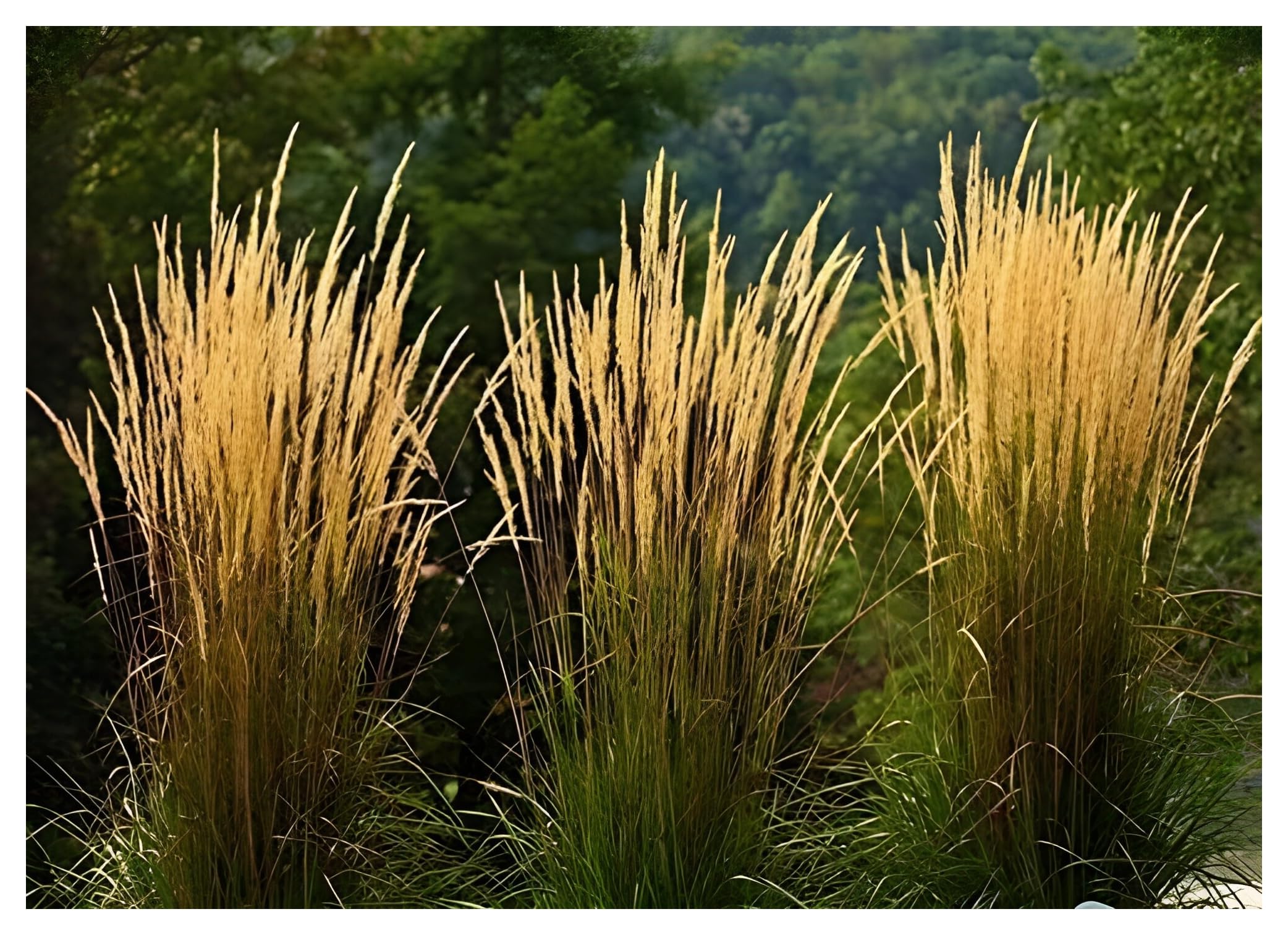 Stauden Gänge 10 x Calamagrostis x acutiflora 'Waldenbusch' Reitgras