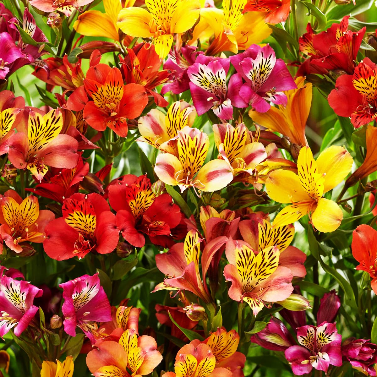 Amazon.com : 30+ Mixed Alstroemeria Seeds for Planting Outdoors